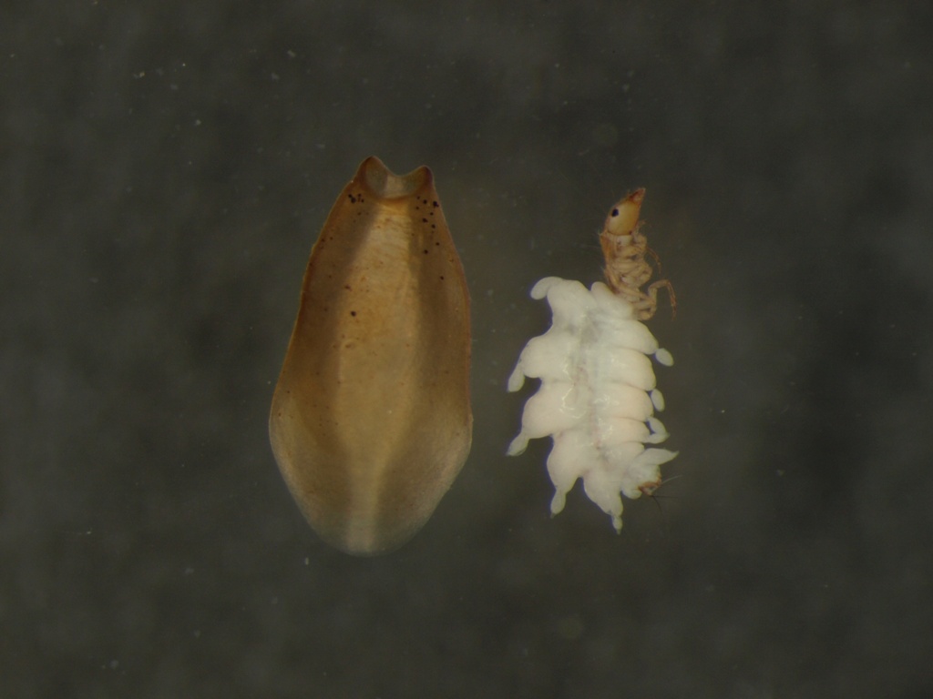 Ithytrichia lamellaris